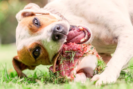 The Importance Of Good Protein In Your Dog’s Diet