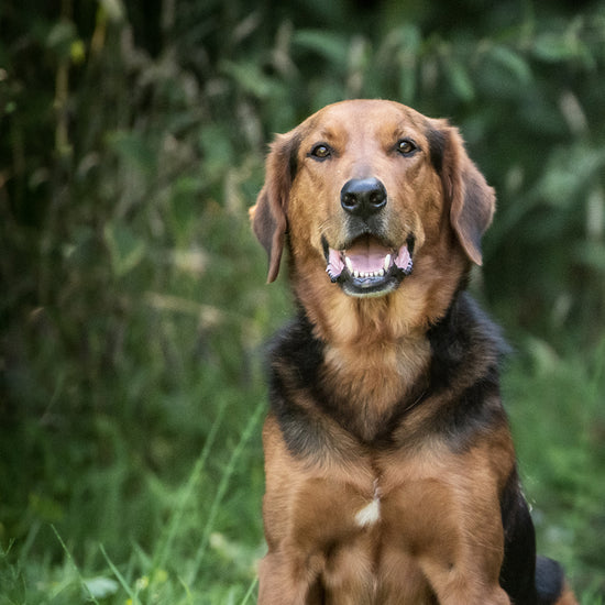 Zeus